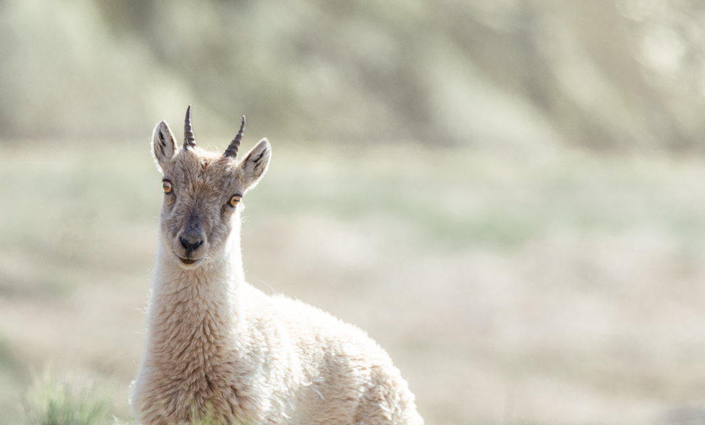 Steinbock