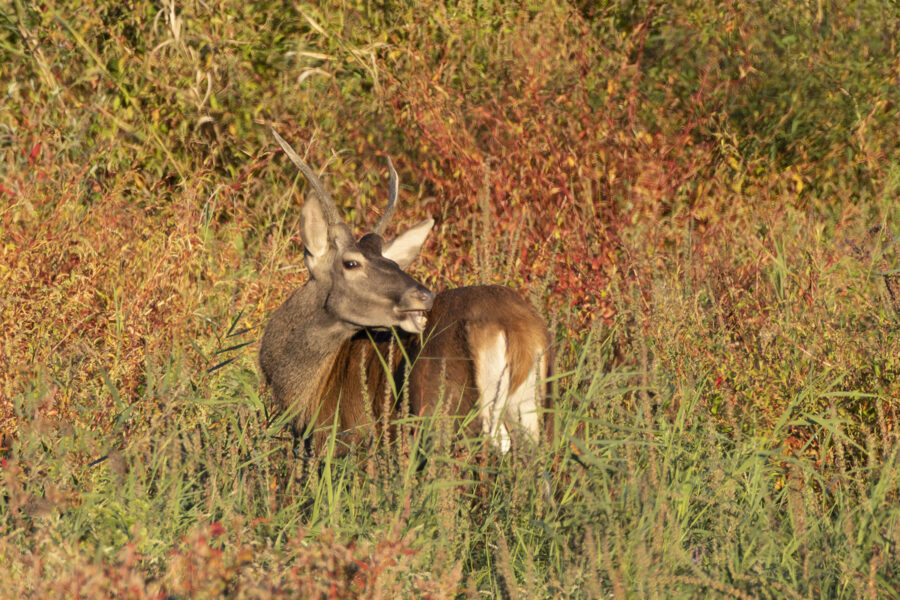 Mammals